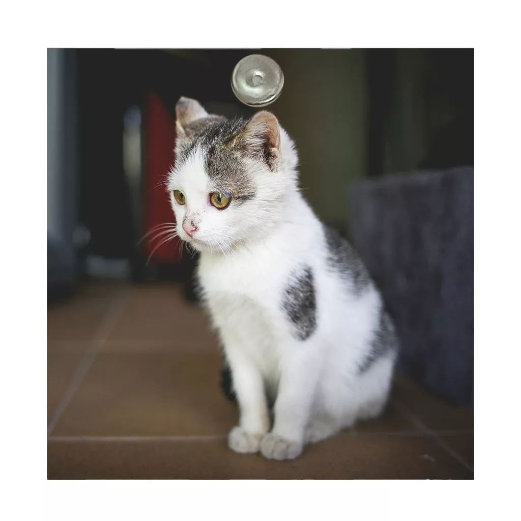 آینه آرایشی جیبی طرح گربه مدل A193