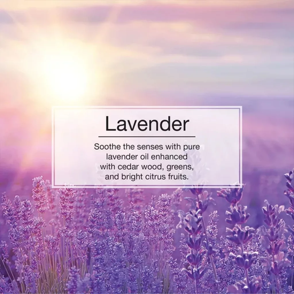 خوشبوکننده خودرو لیتل تریس مدل Trees رایحه Levender بسته 3 عددی