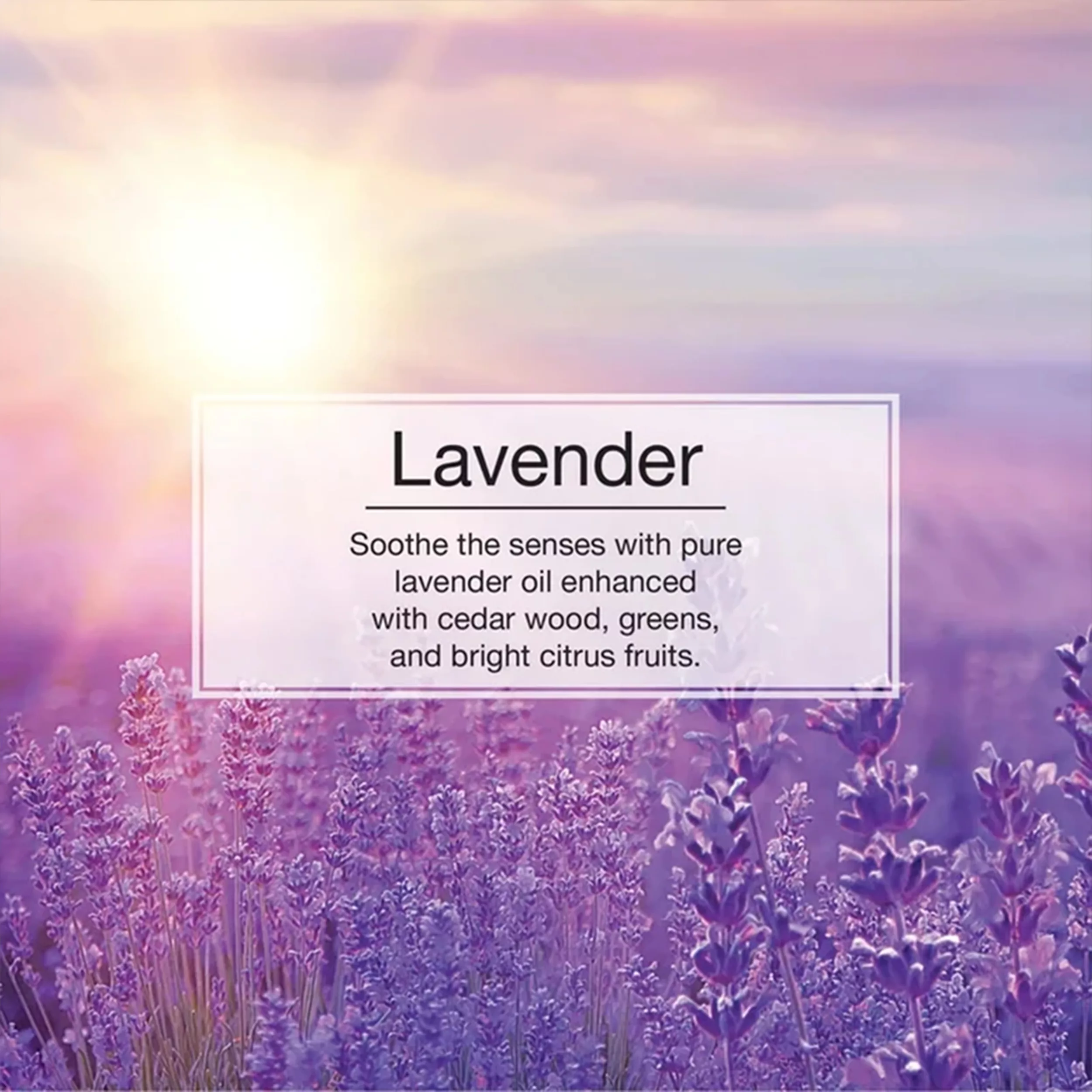 خوشبوکننده خودرو لیتل تریس مدل Trees رایحه Levender بسته 3 عددی