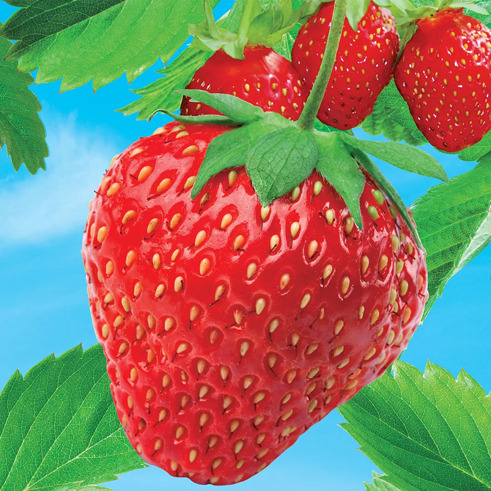 خوشبوکننده خودرو لیتل تریس مدل Strawberry