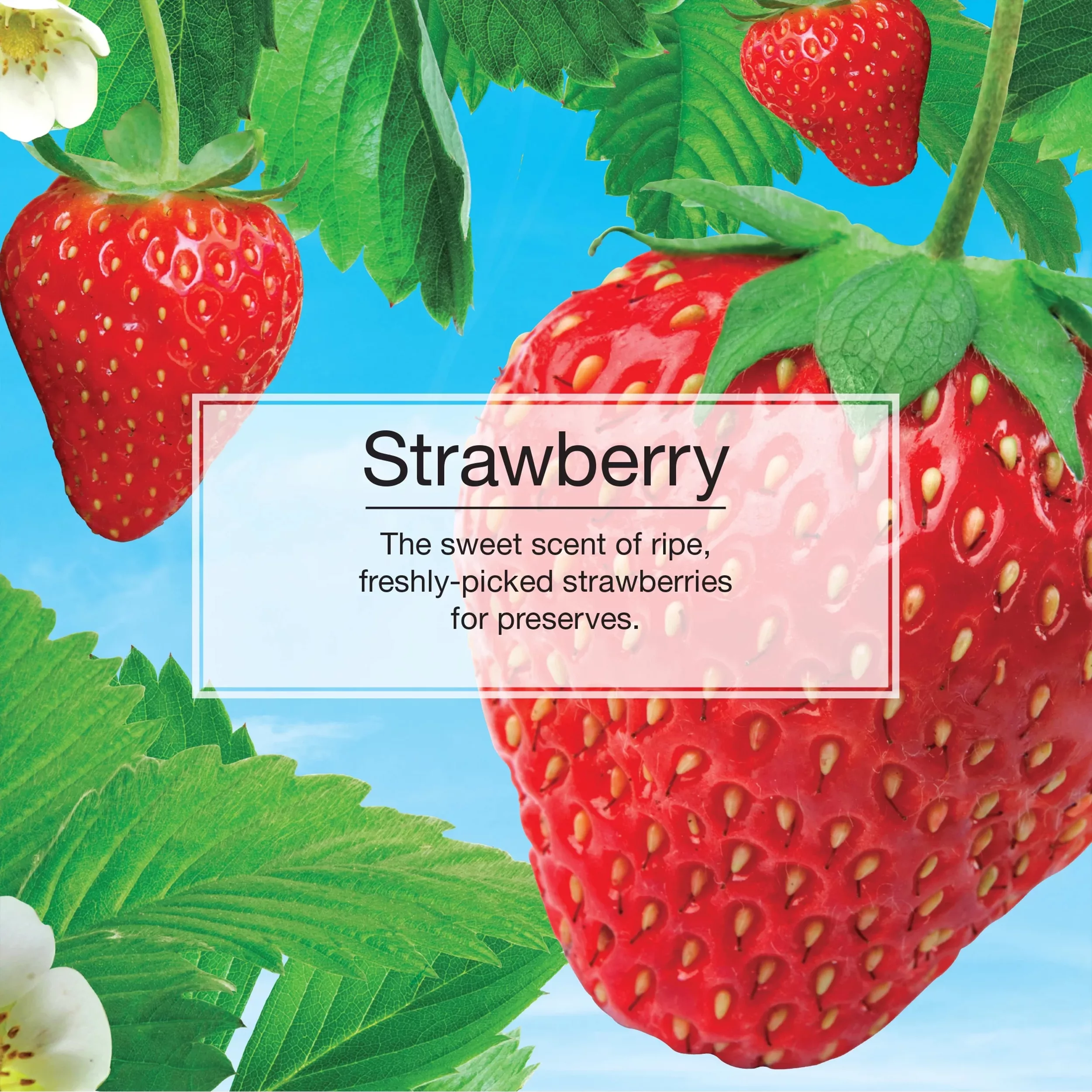 خوشبوکننده خودرو لیتل تریس مدل Trees رایحه Strawberry