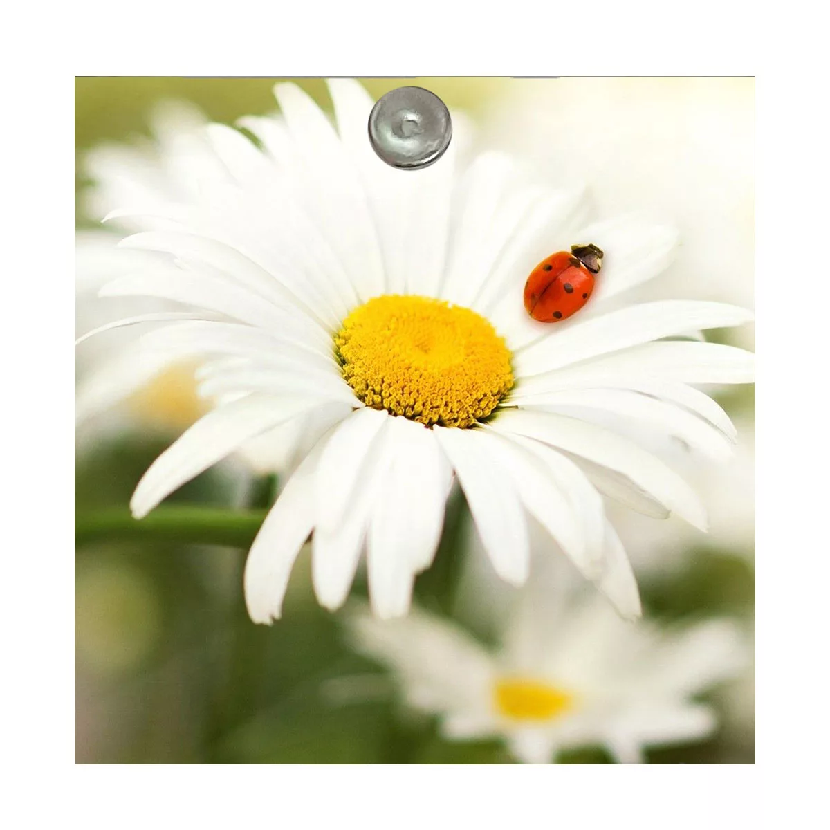 آینه آرایشی جیبی طرح گل بابونه و کفشدوزک مدل A198