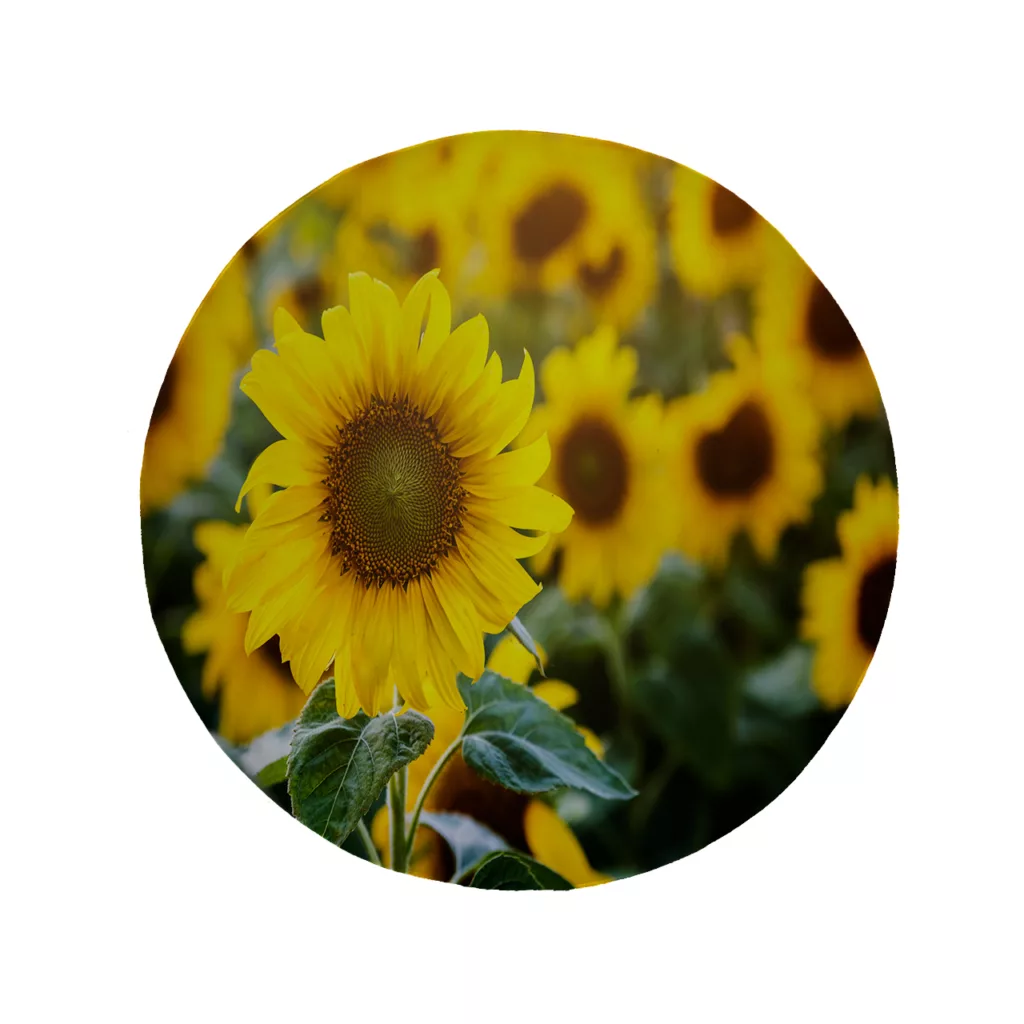 پادری مدل دایره طرح آفتابگردان کد 8488 سایز 90 × 90 سانتی متر