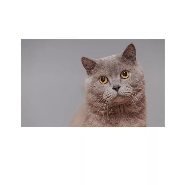 پادری طرح حیوانات کد M35M001-MA0017 سایز 76×46 سانتی متر