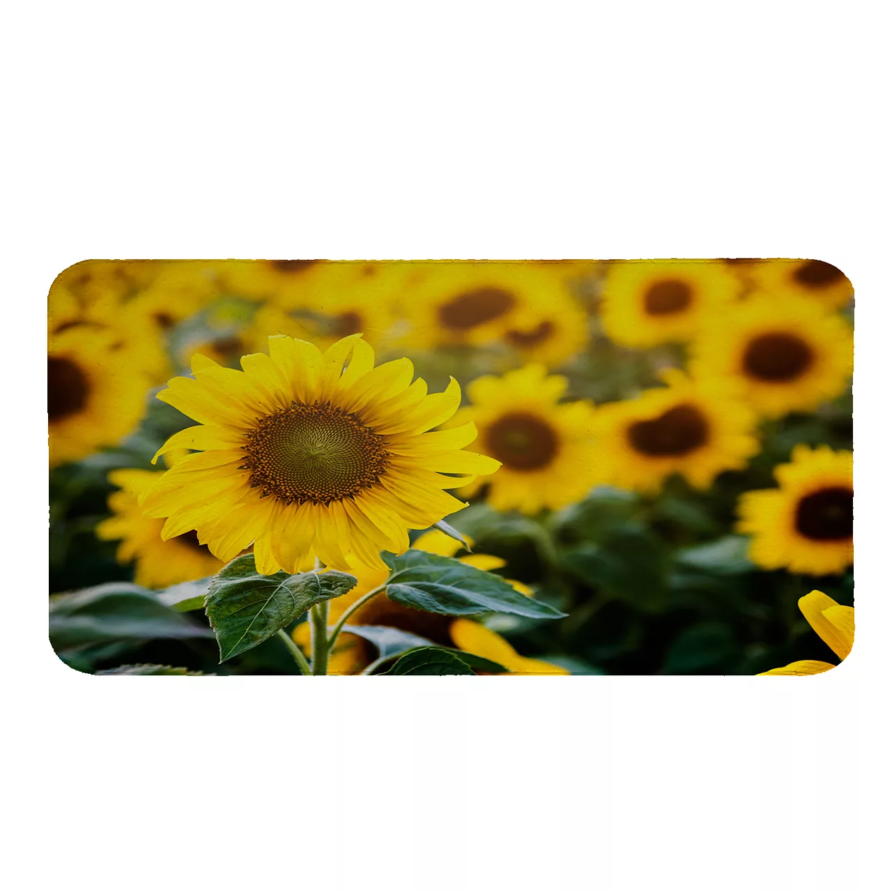 پادری طرح آفتابگردان کد 8488 سایز 110×60 سانتی متر پادری طرح آفتابگردان کد 8488 سایز 110×60 سانتی متر