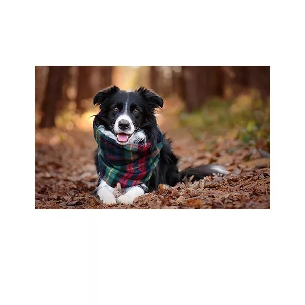 پادری مدل حیوانات کد HSHMA0103 سایز 76×46 سانتی متر