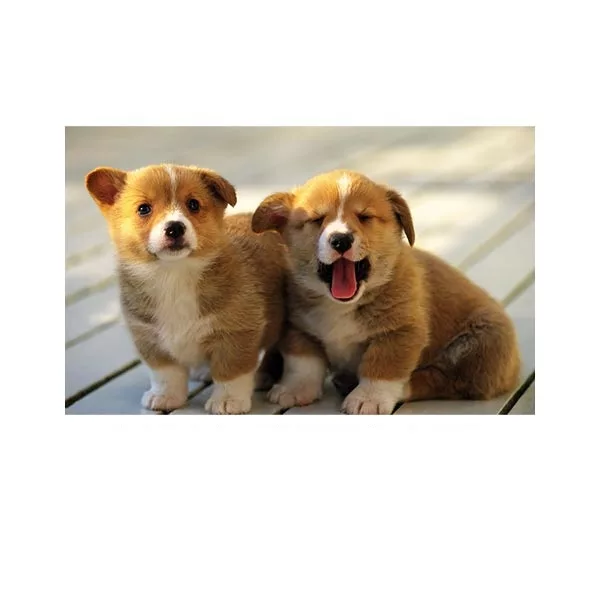 پادری مدل حیوانات کد HSHMA0083 سایز 76×46 سانتی متر