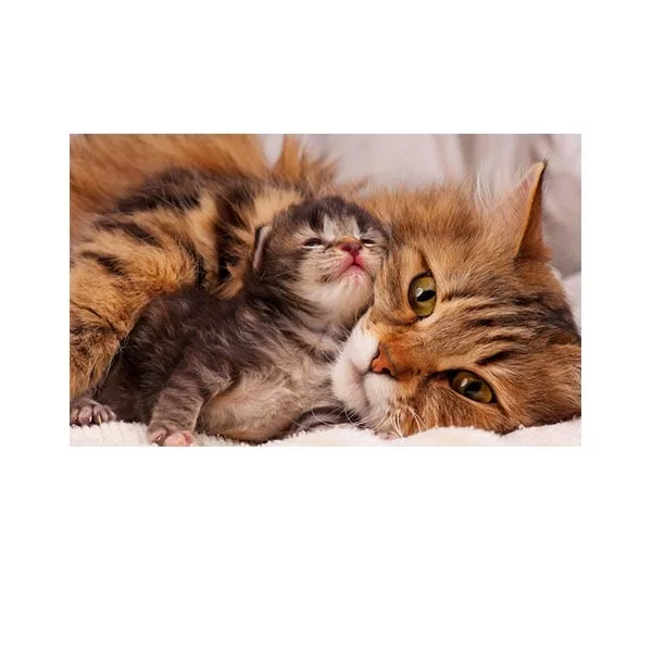 پادری مدل حیوانات کد HSHMA0023 سایز 76×46 سانتی متر