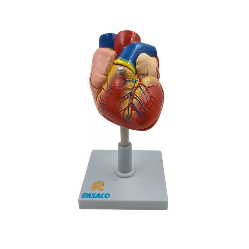 بازی آموزشی رساکو مدل قلب انسان اندازه طبیعی